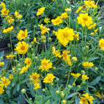 tickseed