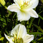 whiteday