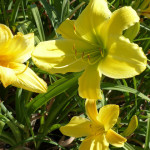yellowday