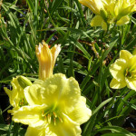yellowday2