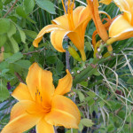 dayyellow