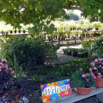 annuals