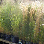 grasses