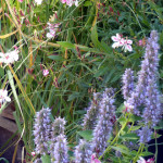 hyssop