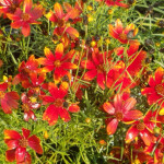 coreopsis2