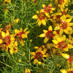 coreopsis3