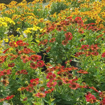 helenium1