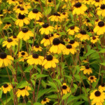 rudbeckias2